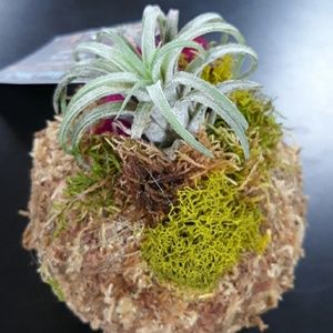 Rainey's WhimZ's Accents - Moss bowl with Air Plant Rainey's WhimZ's Accents - Moss bowl with Air Plant